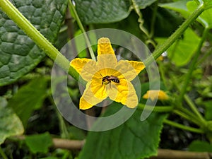 A bee take honey from cucumber flower