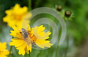 Bee takes the honey on a yellow flower. photo