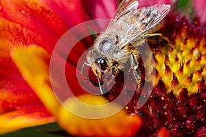 Bee takes pollen from a colourful flower/Bee takes pollen from a colourful flower close up. Pollinations of concept