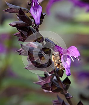 Bee Taking a Break on Purple Salvia Flower