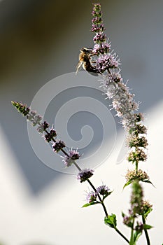 Bee taking honey from mint flower