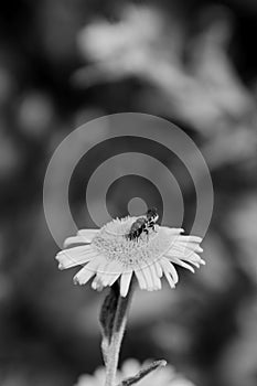 Bee taking nectar from a fleabane flower photo