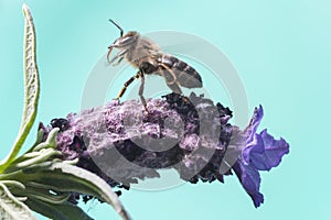 Bee taking off from a flower photo