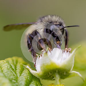 Bee taking pollen from a flowering daisy, macro
