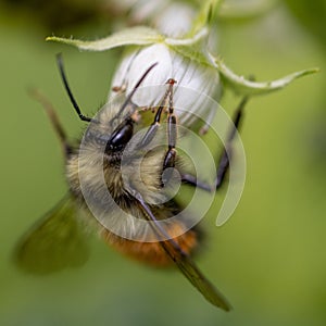 Bee taking pollen from a flowering daisy, macro