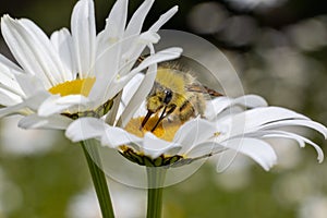 Bee taking pollen from a flowering daisy, macro