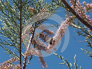 Bee on tamarisk flower in springtime