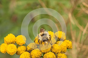 Bee on Tansy Flower