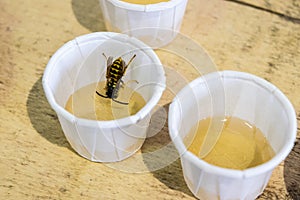Bee Tasting Honey Sample at Farmer`s Market photo