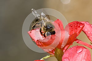 Bee tasting the pollen