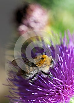 Bee and thistle