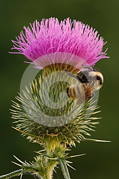 Bee on Thistle