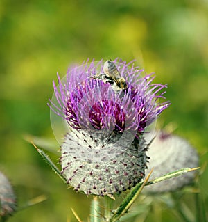 Bee in the Thistle