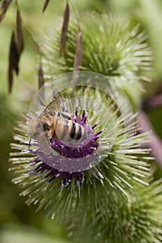 Bee on a thistle