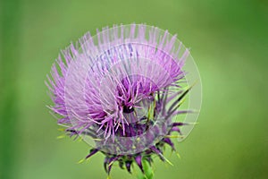 Bee Thistle