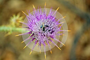 Bee Thistle