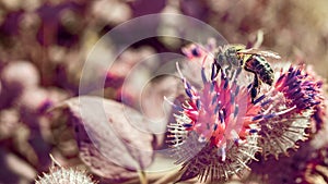 Bee on thistle flower. Full spectrum abstract vision