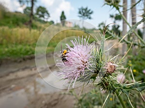 Bee on a Thistle Flower