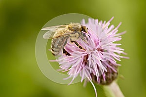 Bee on thistle