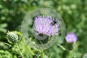 Bee on thistle
