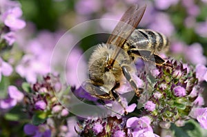 Bee on thyme