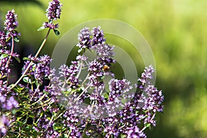 Bee on the thyme flower