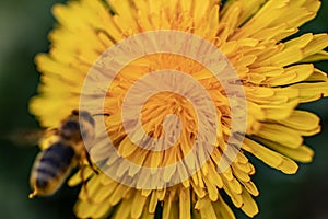 Bee about to land on dandelion