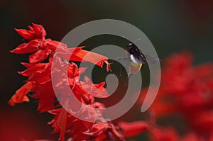 A bee is about to land on a stem covered with bright red flowers