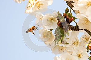 A bee is about to pollinate beautiful white blossom and a blue sky in the background