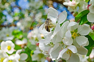 Bee toil on the flowers of the Apple tree