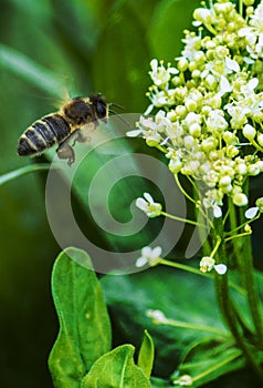 A bee toiler collects pollen from flowers and herbs
