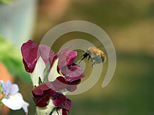 Bee with tongue Extended