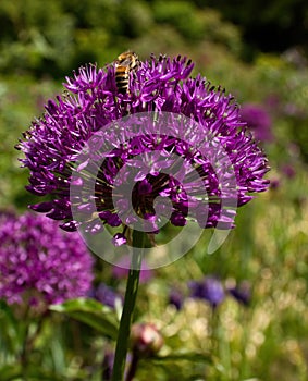 Bee on top of purple allium flower