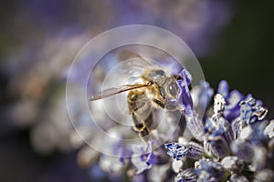 Bee on the top of purple blossom