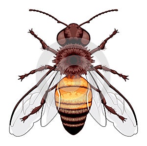 Bee top view, vector isolated animal