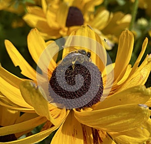 Bee on top of a wildflower