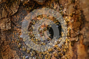 A bee tree - bees apis mellifera living in tree