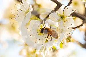 bee on tree blossoms in a sunny day