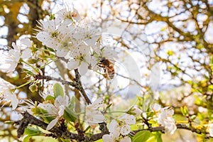 bee on tree blossoms in a sunny day