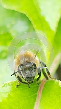 A bee on a tree branch on a summer, sunny day.