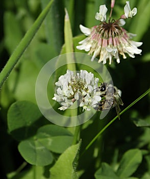 Bee on trifolium flower.