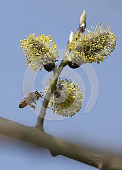 Bee on twig of willow tree