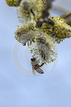 Bee on twig of willow tree