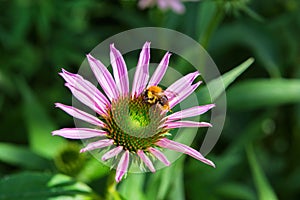 Bee on unblown echinacea purpurea pollinates a flower.