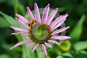 Bee on unblown echinacea purpurea pollinates a flower.