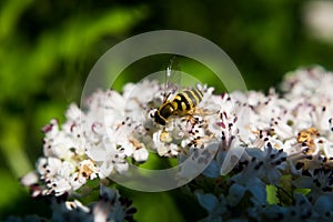 Bee up close.Anthophila.Hymenoptera