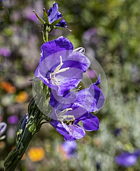 A bee upside down in a blue campanula flower.