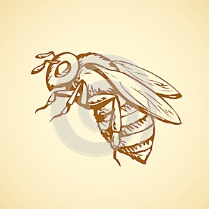 Bee. Vector drawing