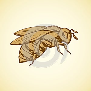 Bee. Vector drawing