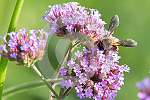 Bee on Verbena flower